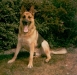 Iwan